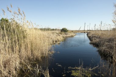 yabani otlar ve florida sulak kanalda