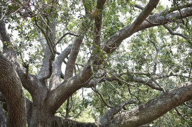 görkemli eski canlı meşe ağacı