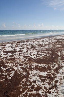 Oil Spill pollutes Florida beach clipart