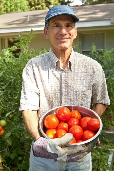Glimlachende man plukken tomaten in zijn tuin. — Stockfoto