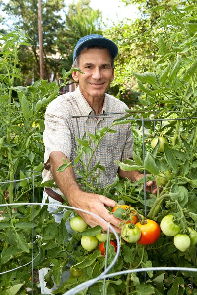 Homem feliz pegando tomates no jardim — Fotografia de Stock