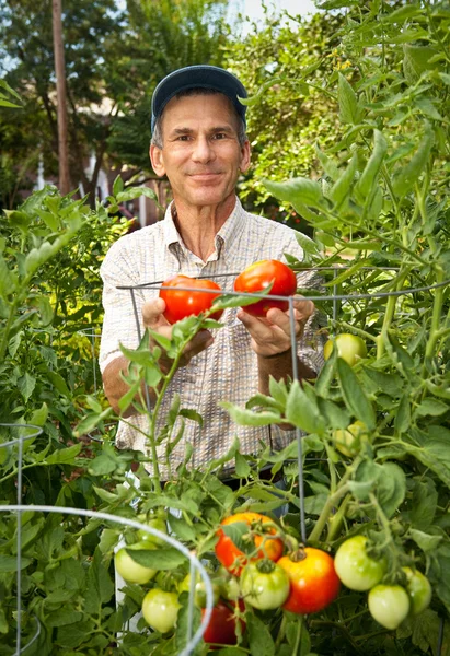 Uomo sorridente raccogliendo pomodori nel suo giardino . — Foto Stock