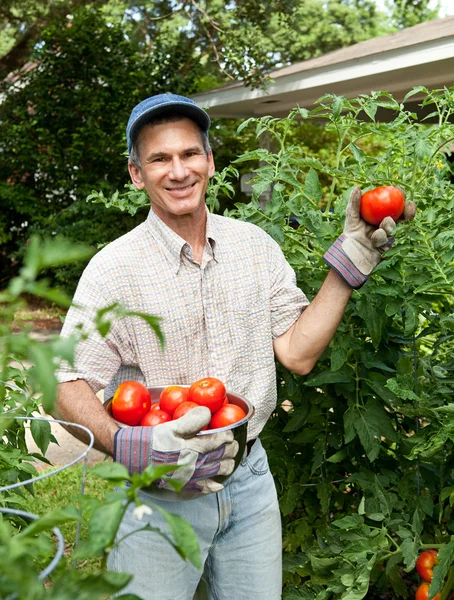 Gelukkig tuinman bedrijf rijpe tomaten in zijn tuin — Stockfoto