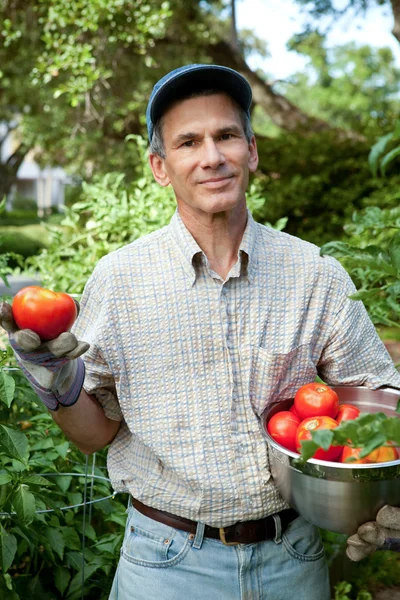 Oogst de tomaten zomer — Stockfoto