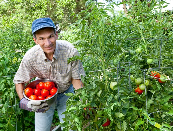 Uomo felice raccogliendo pomodori nel suo orto — Foto Stock