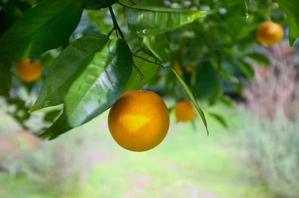 Artistic Ripe Orange on the Tree — Stock Photo, Image