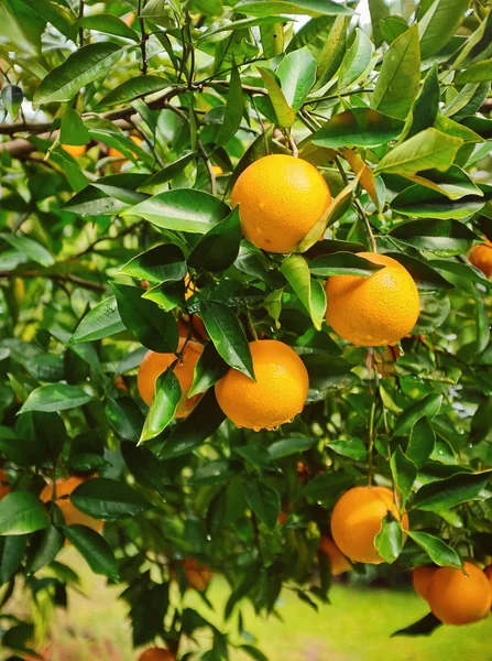 Arance mature su albero in Florida — Foto Stock