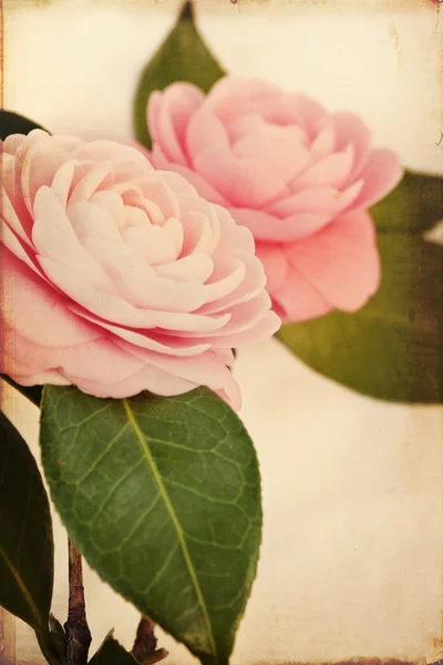 stock image Feminine Camellia Flowers with Vintage Texture