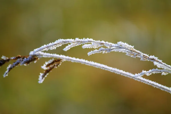 Stock image Frost covered field grass