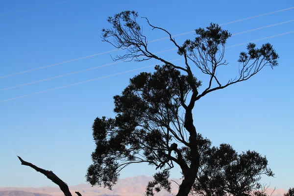 青い空を背景にローンツリー — ストック写真