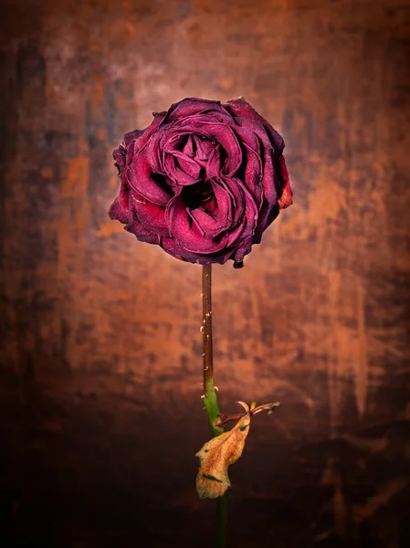 Grunge Dead Rose — Stockfoto