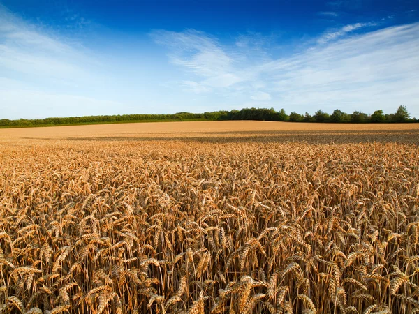 stock image Wheat field