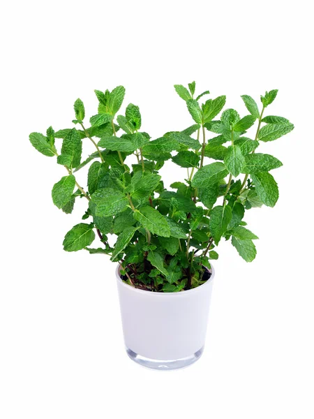 stock image Fresh mint