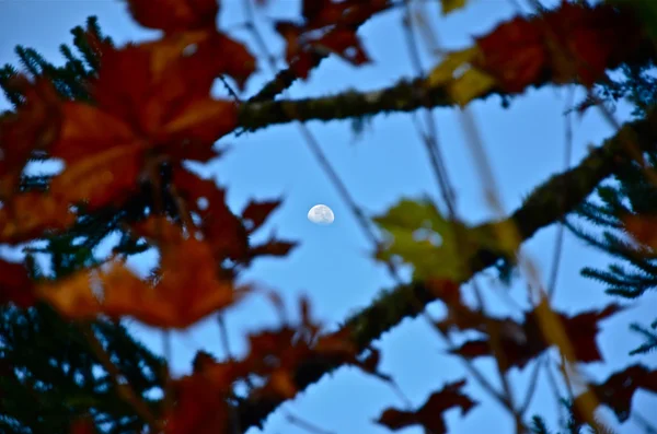 stock image Day moon