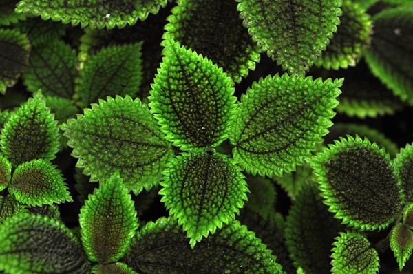 stock image Leafs of plants