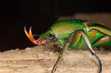 Eudicella woermanni