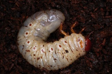 larva