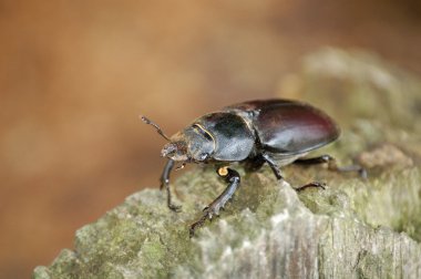 Stag beetle