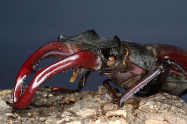 Lucanus cervus