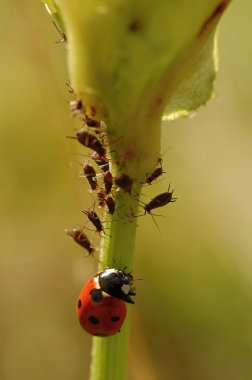 Ladybird clipart