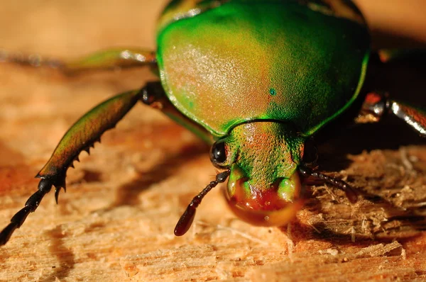 Escarabajo —  Fotos de Stock