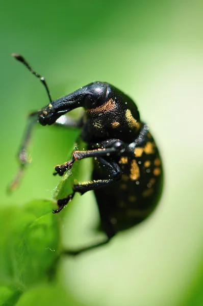 Escaravelho-focinho — Fotografia de Stock