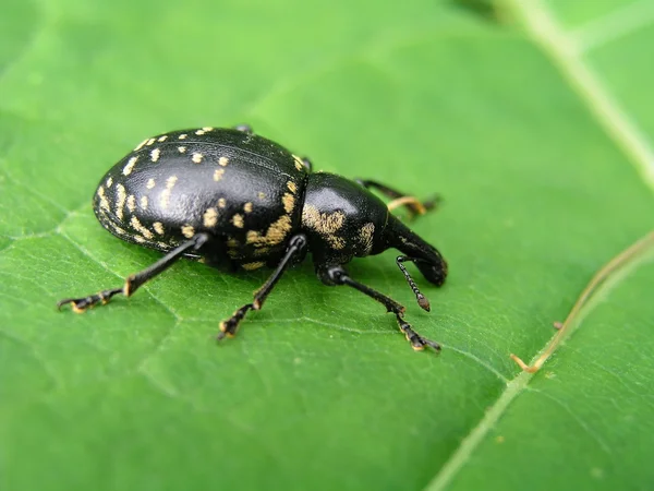 Snout beetle — Stok fotoğraf