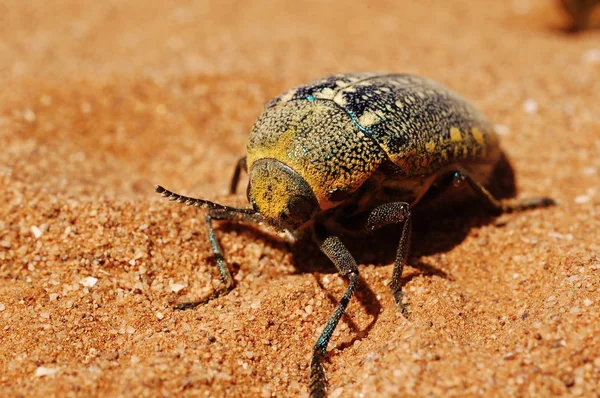 Sternocera betle — Foto de Stock