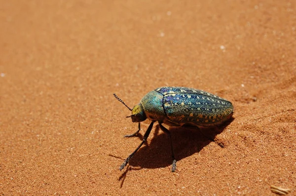 stock image Sternocera beatle