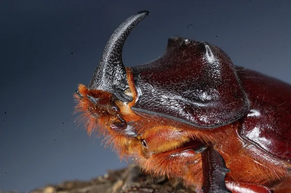 Europese rhinoceros beetle — Stockfoto