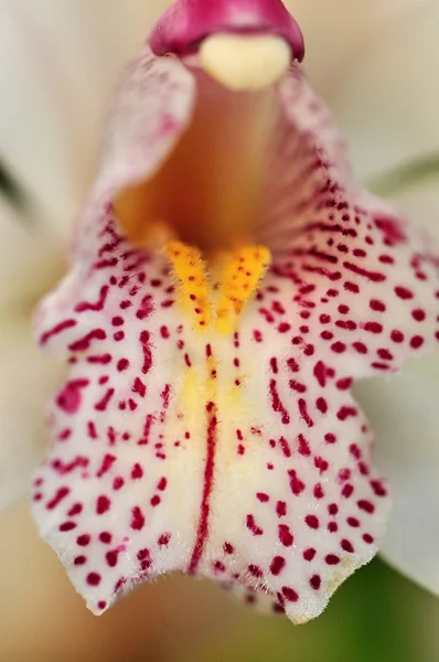 Orchis — Photo