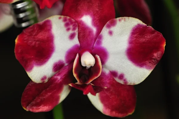 Orchide — Foto Stock