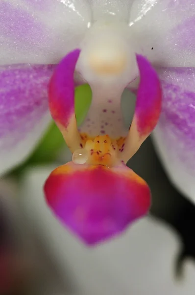 Орхідеї — стокове фото