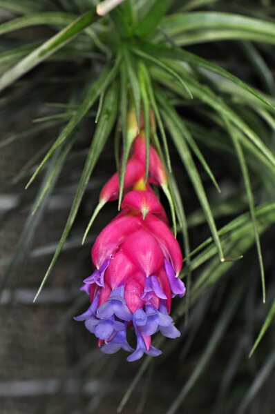 Bromelia