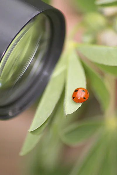 stock image Close up