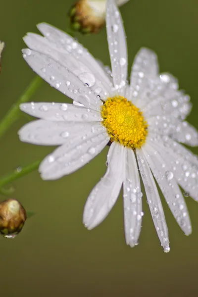 stock image Daisies