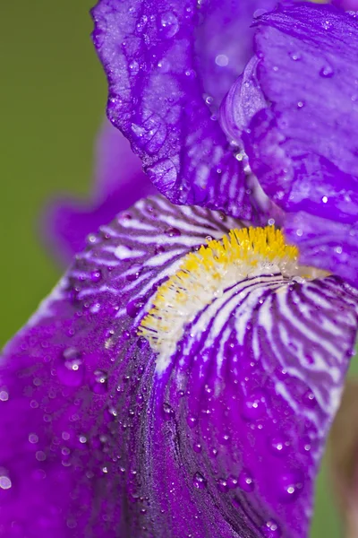 stock image Purpel lily