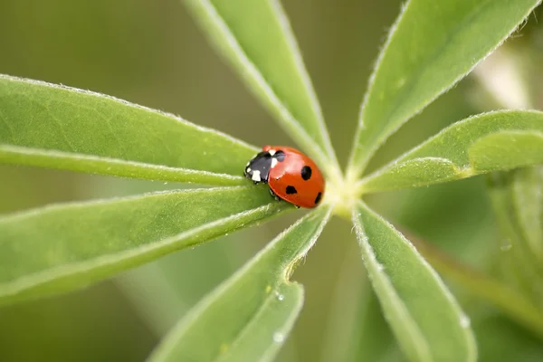 stock image Ladybug