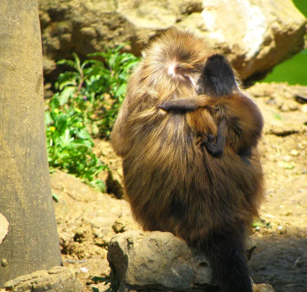 Mono de vuelta — Foto de Stock