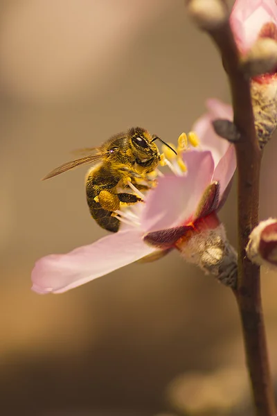 The bee — Stock Photo, Image
