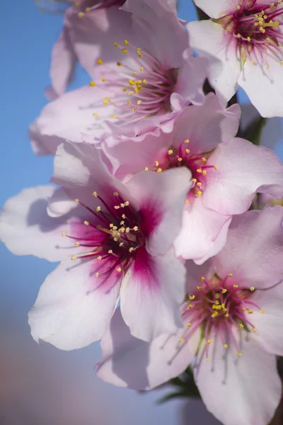 stock image Flower time