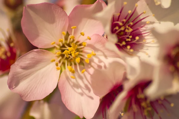 Voorjaar bloem Stockfoto