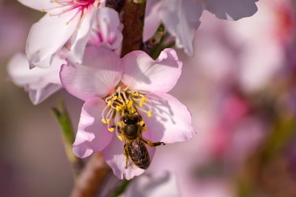 Голодная пчела Стоковая Картинка