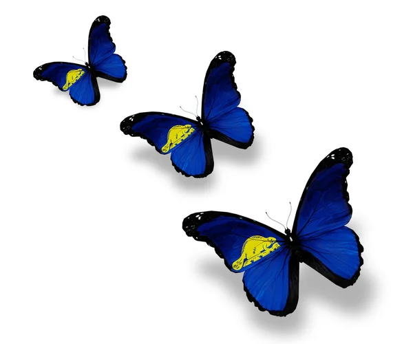 Three Oregon flag butterflies, isolated on white — Stock Photo, Image