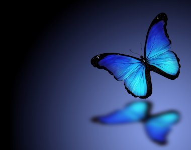 koyu mavi zemin üzerine mavi Morfo kelebek