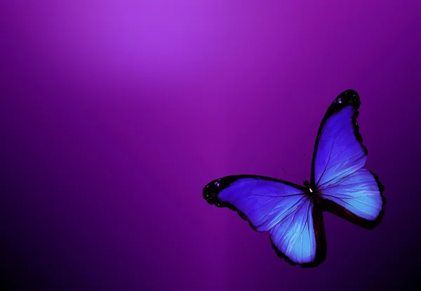 Farfalla viola su sfondo viola scuro — Foto Stock