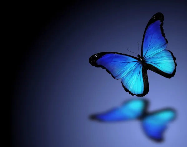 Морфо-блакитний метелик на темно-синьому фоні — стокове фото