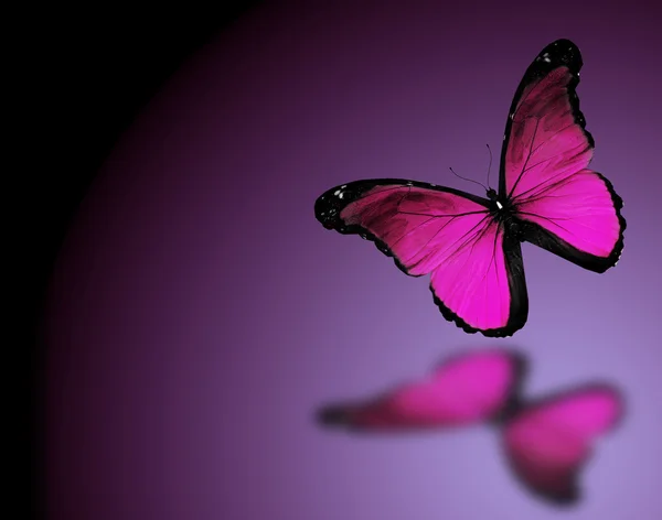 어두운 보라색 바탕에 보라 빛 나비의 나비 — 스톡 사진