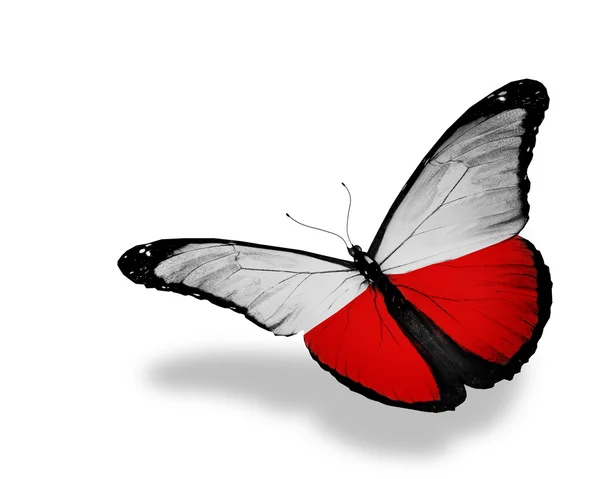 Lehçe bayrak kelebek uçuyor, izole üzerinde beyaz arka plan — Stok fotoğraf