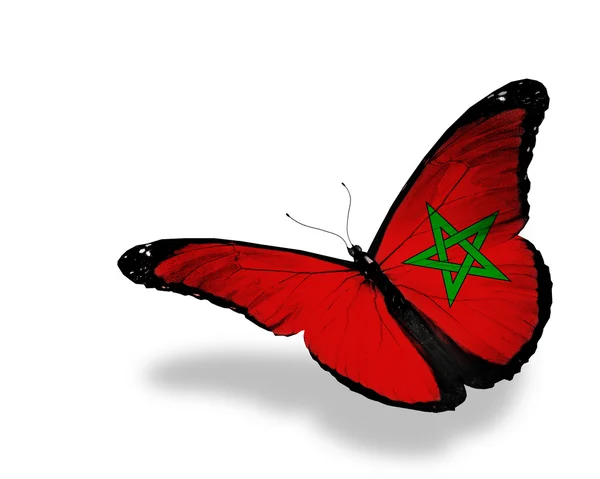 Marokkanische Flagge Schmetterling fliegen, isoliert auf weißem Hintergrund — Stockfoto